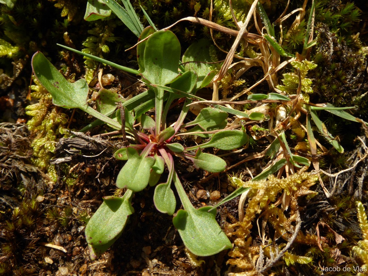 Rumex acetosella L.